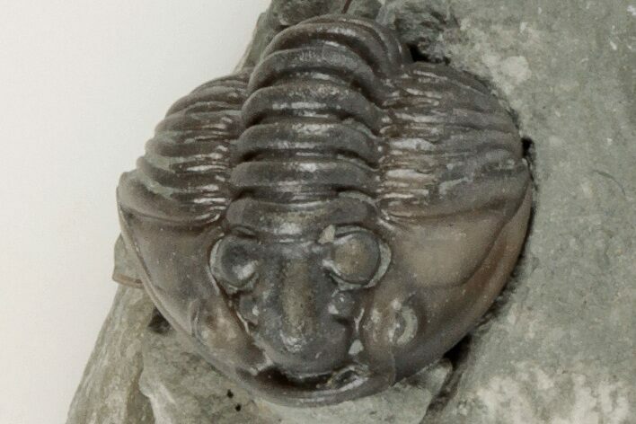 Enrolled Flexicalymene Trilobite In Shale - Mt. Orab, Ohio